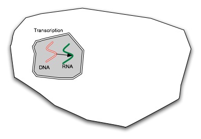 transcription