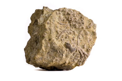Fossil