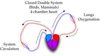 20_CircSysMammals