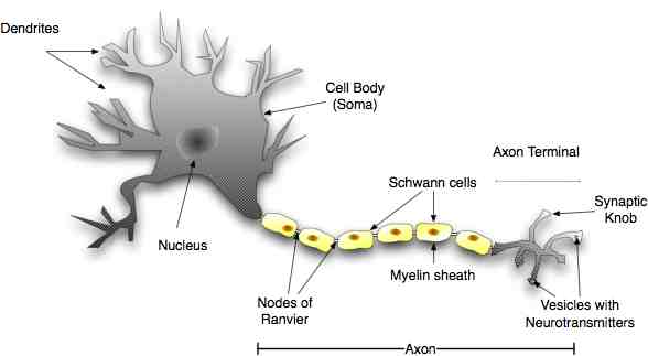 Neuron