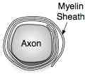 Axon cross-section