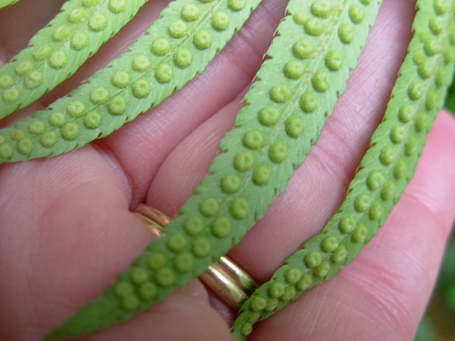 31_FernSpores