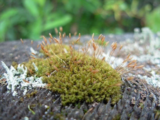 31_Moss