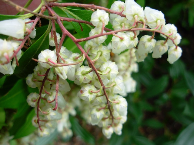 31_SnowBerryBack