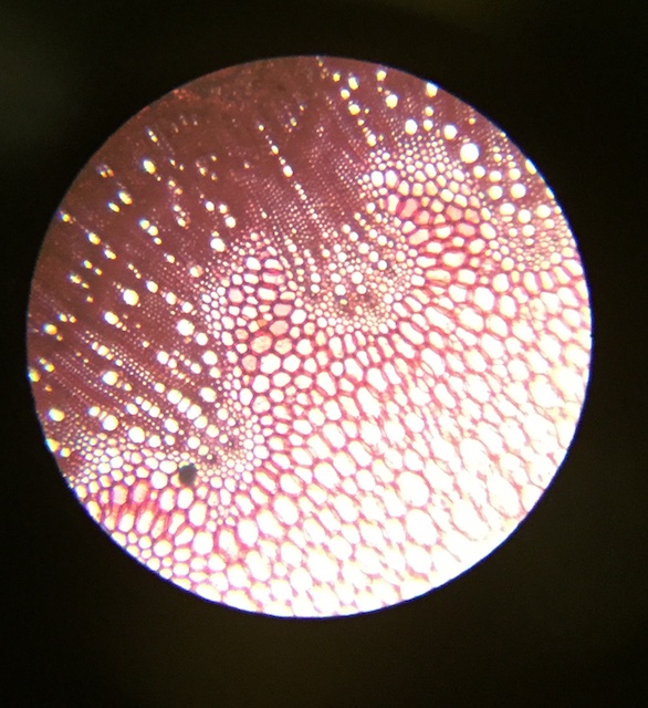 31_StemMonocot