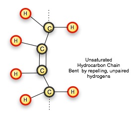 Unsaturated Carbohydrate