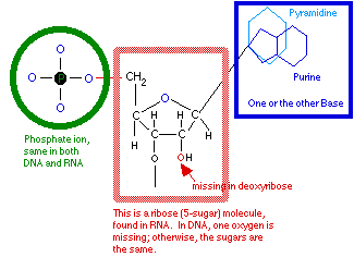 DNA Structure