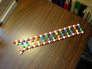 DNA Structure