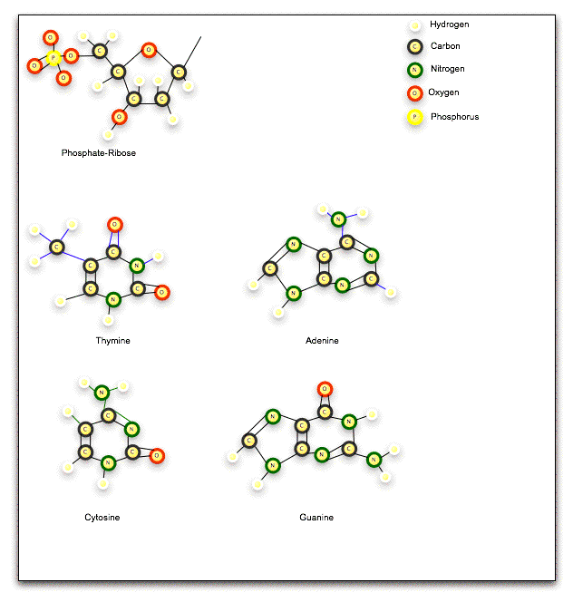 DNA Structure