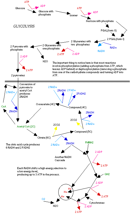 Energy Path