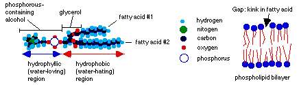 Lipid Bilayer