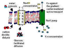 Membranes