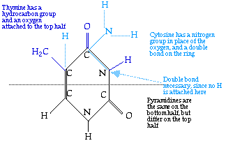 Pyramidines