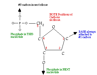 Ribose