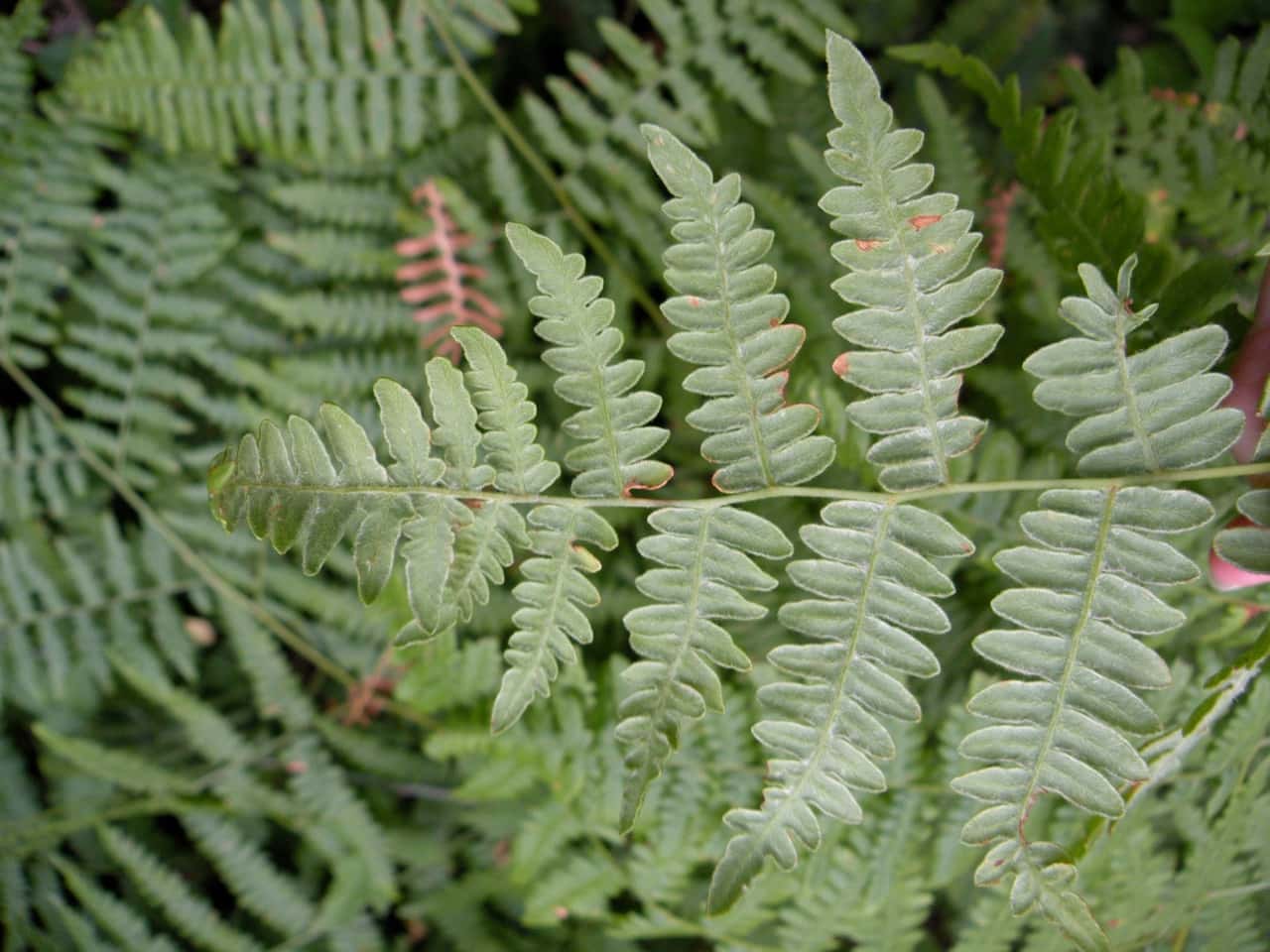 SwordFern