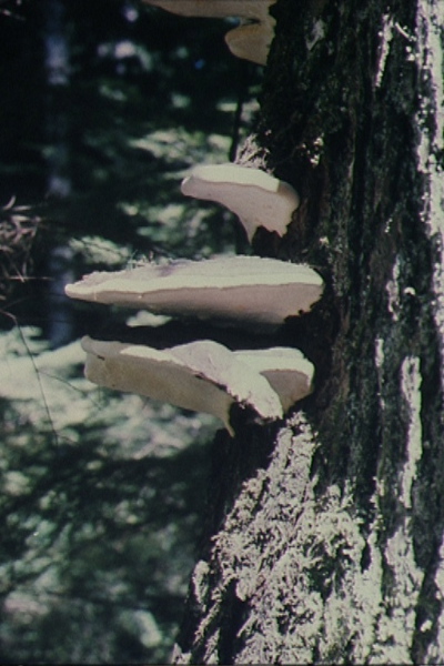 Fungi